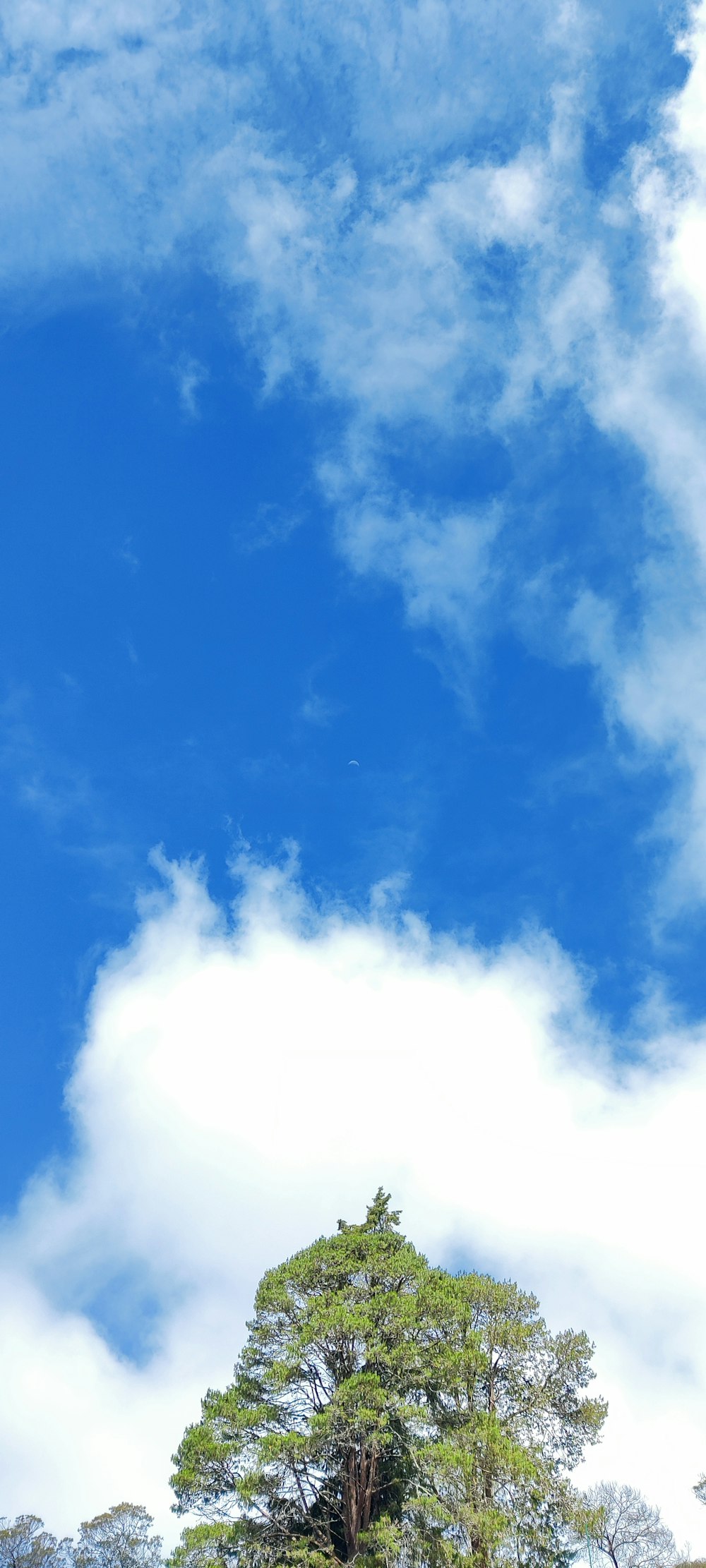 Ein einsamer Baum auf einem Hügel unter einem bewölkten blauen Himmel