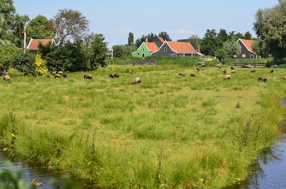 a herd of sheep grazing on a lush green field