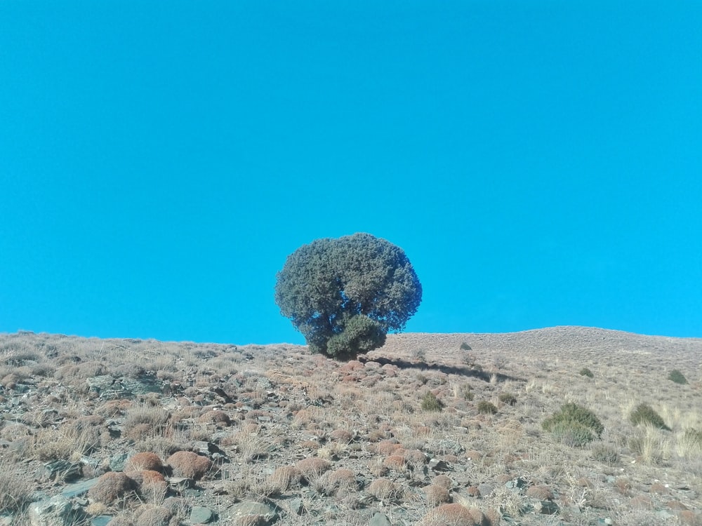 Un albero solitario nel mezzo di un deserto