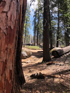 Tall trees with textured trunks fill the forest landscape, casting shadows on the earthy ground. The canopy allows glimpses of blue sky above, and fallen logs and rocks are scattered throughout the area, contributing to the natural and untouched appearance.