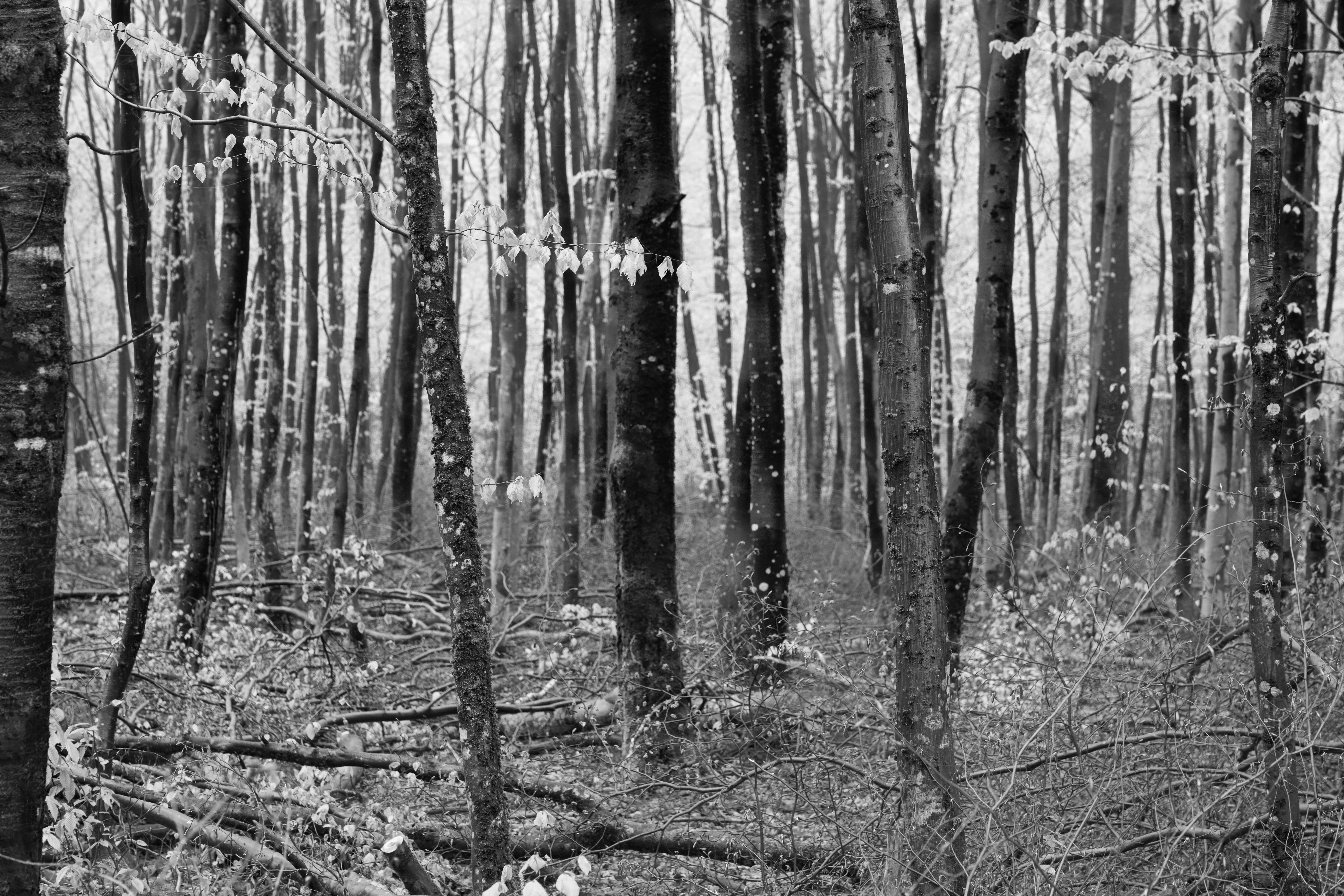 Photo by wolfgang_hasselmann