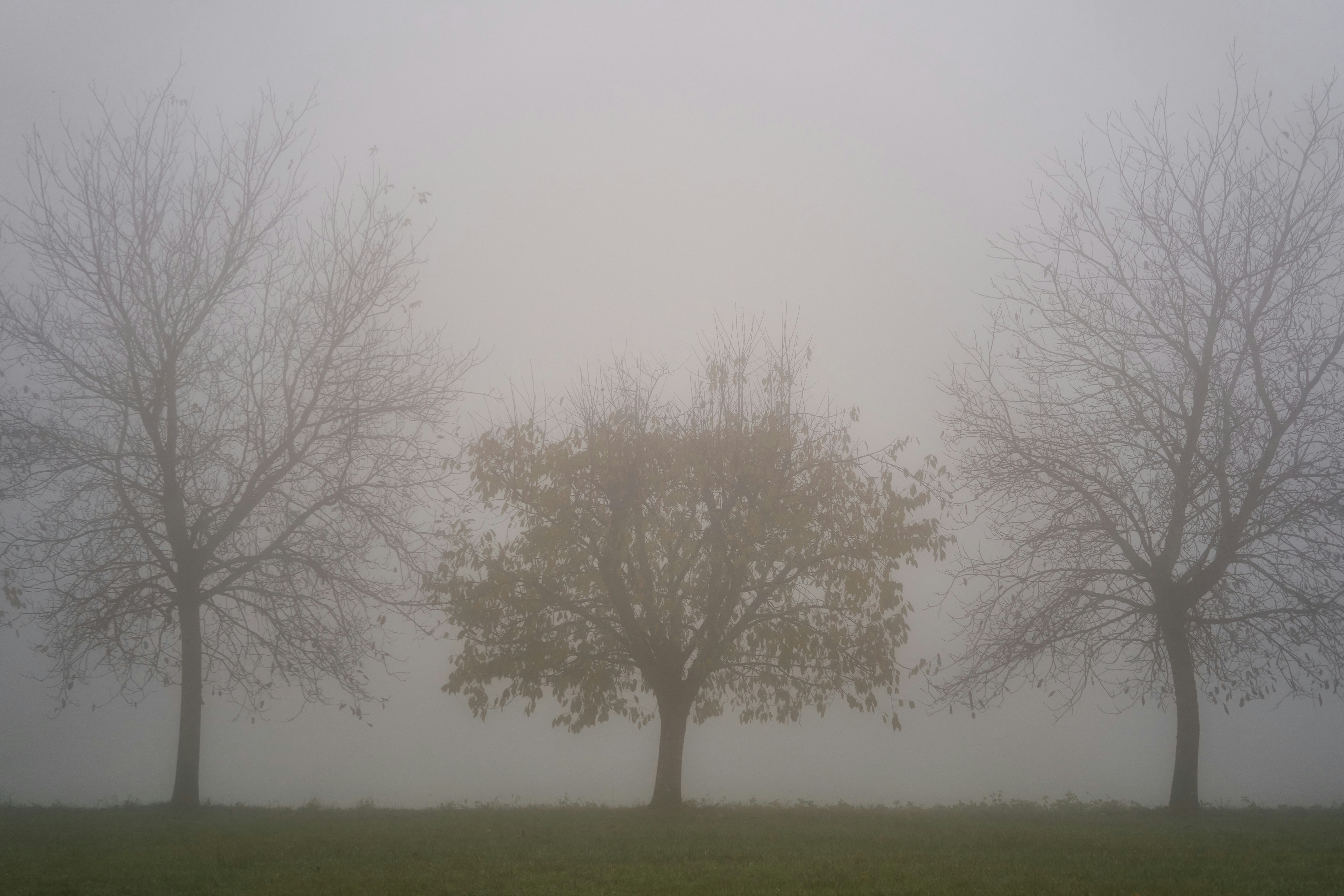 Photo by wolfgang_hasselmann