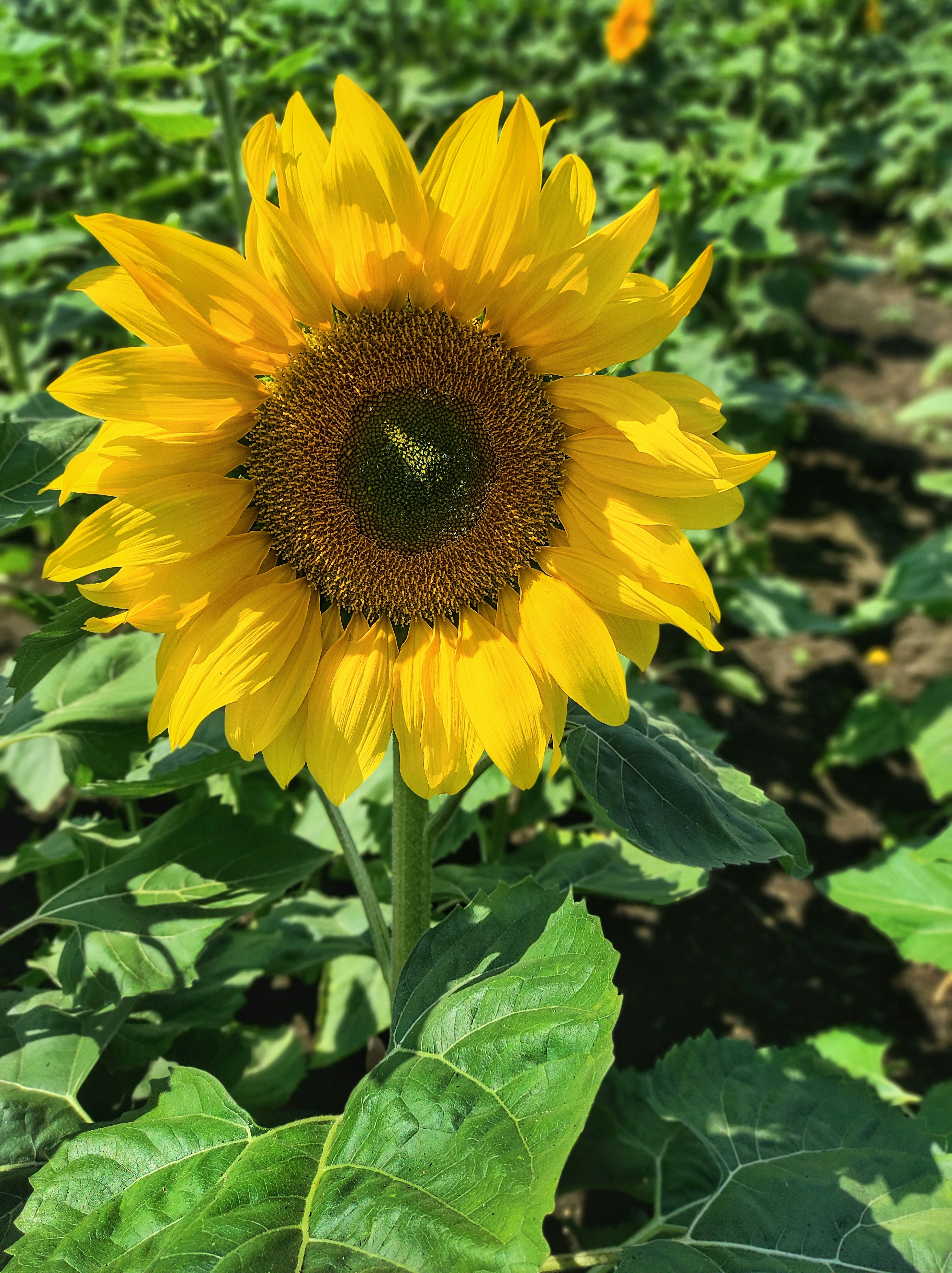 a large sunflower in a field of green leaves