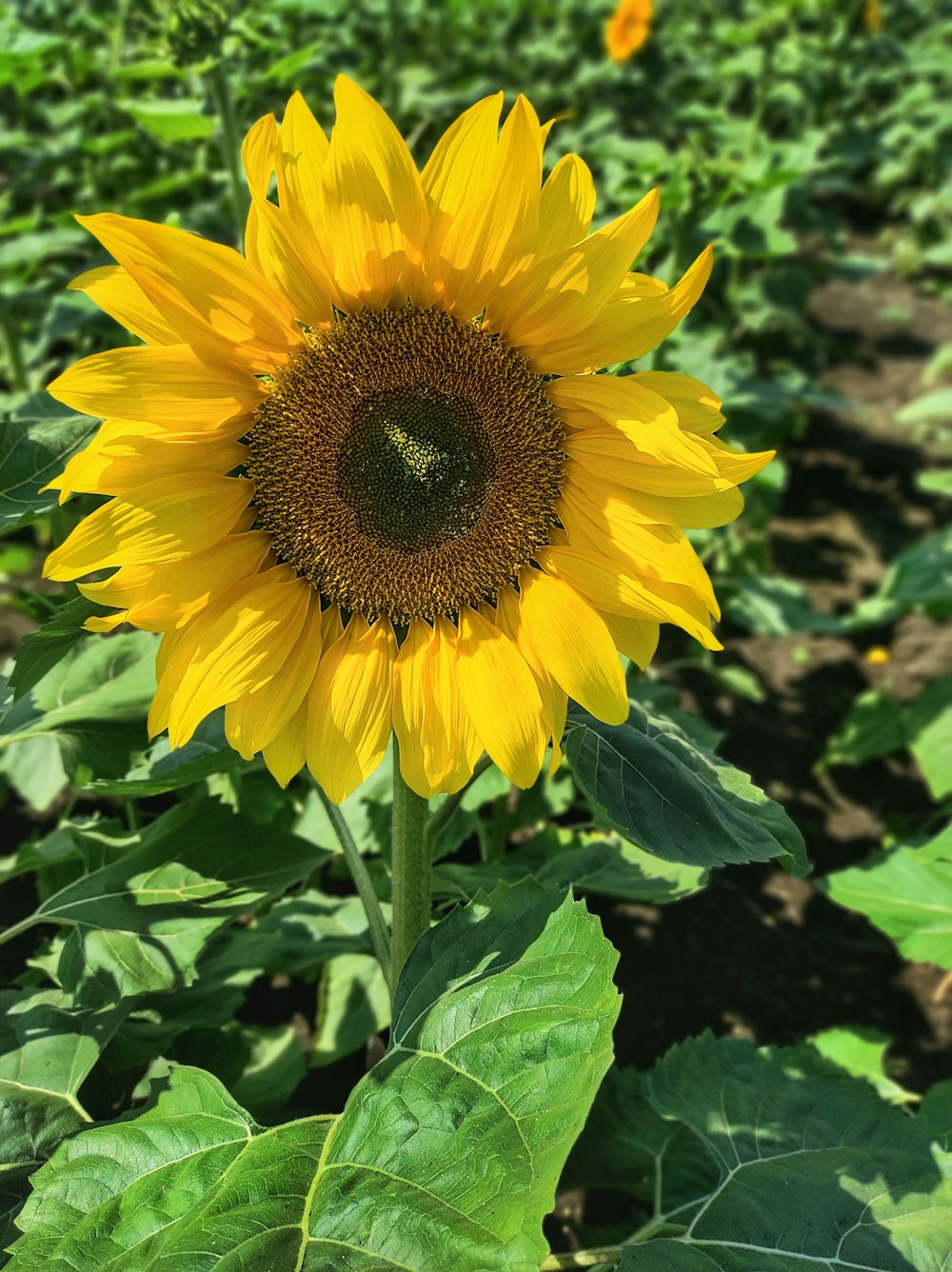 a large sunflower in a field of green leaves