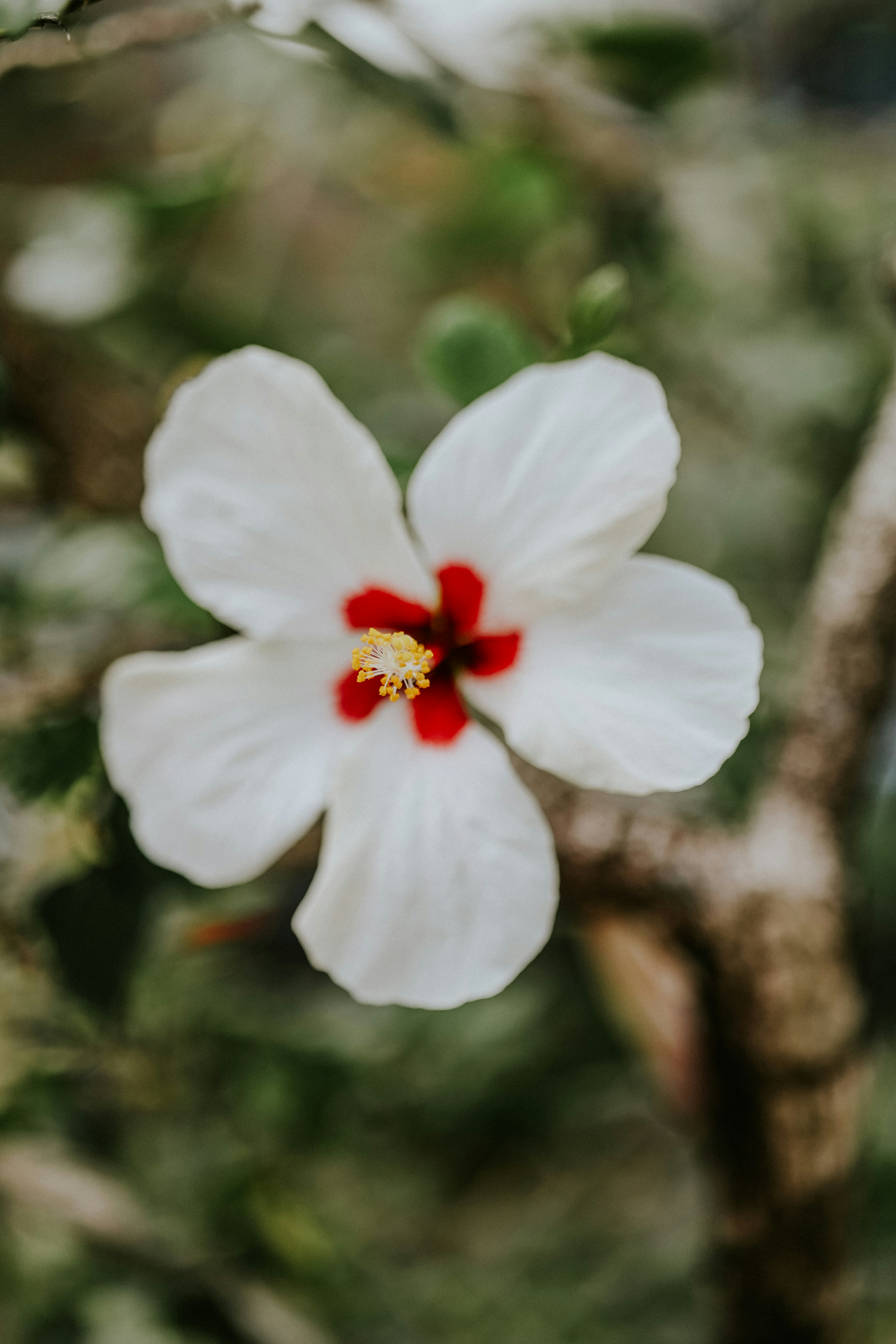 a white flower with a red center on a tree