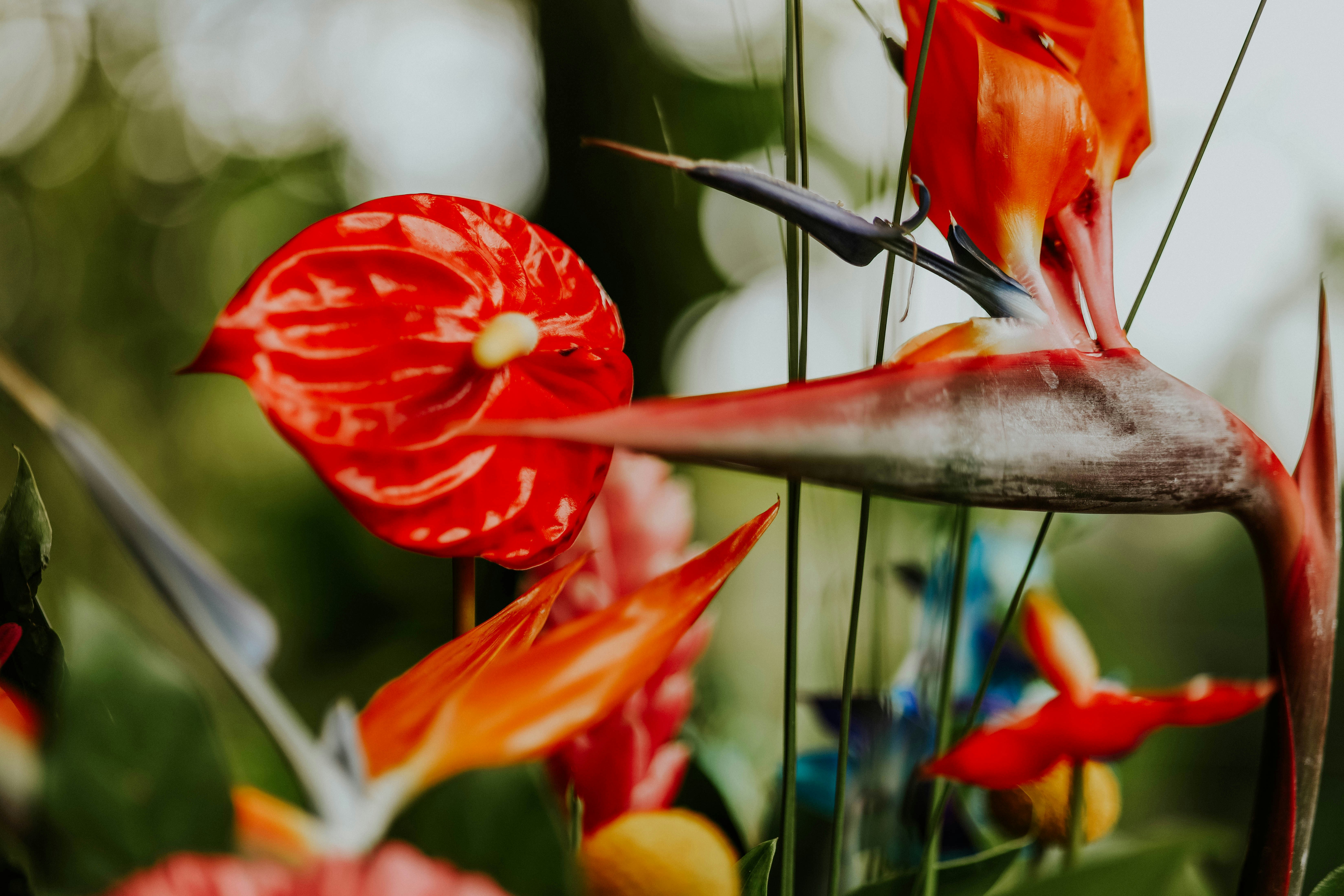 a close up of a bird of paradise flower
