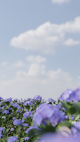 A field of pink hydrangeas under a clear blue sky.