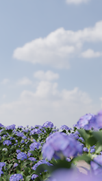 A vibrant field of blooming hydrangeas under a bright Colombian sky.