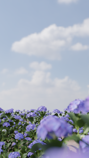 A field of pink hydrangeas under a clear blue sky.