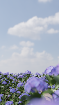 A vibrant field of hydrangeas cultivated sustainably.