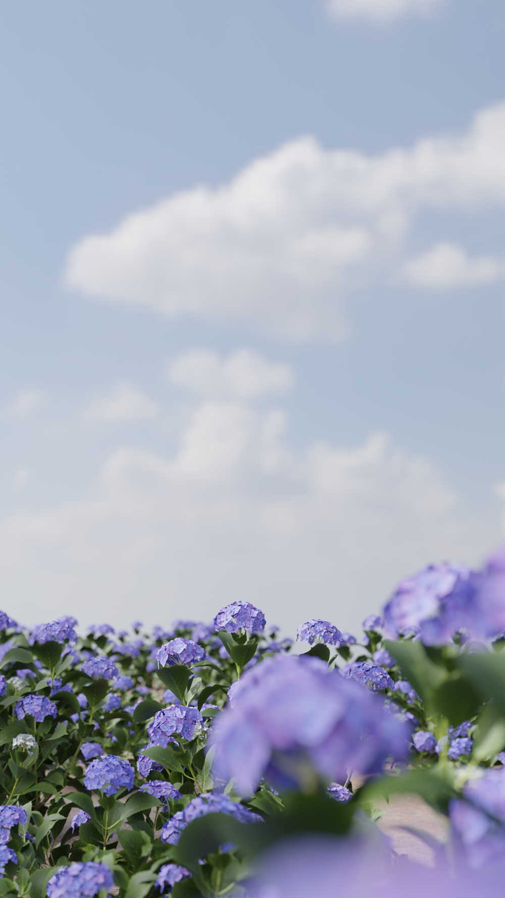 a field full of purple flowers under a blue sky