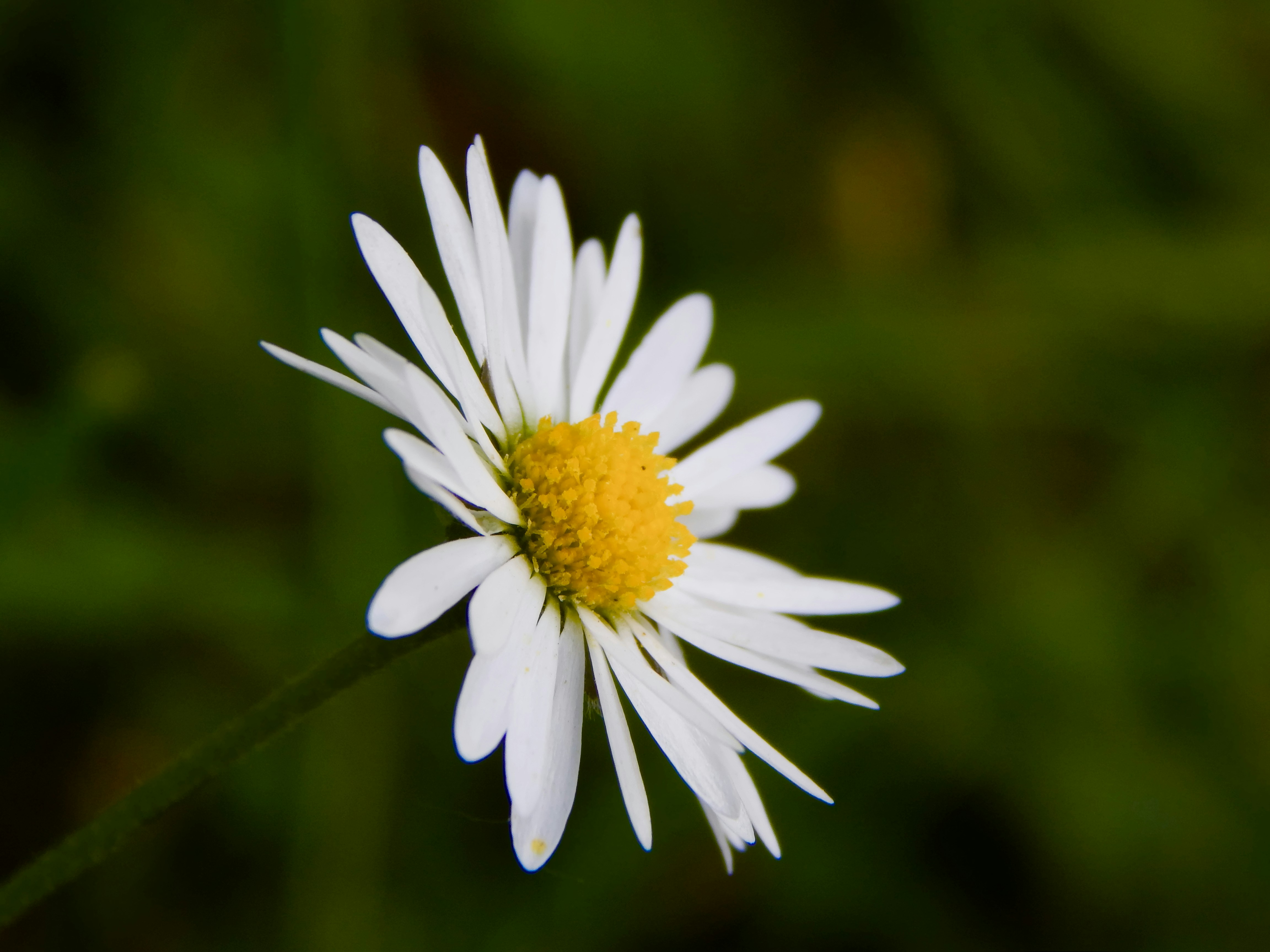 Photo by neoleephoto