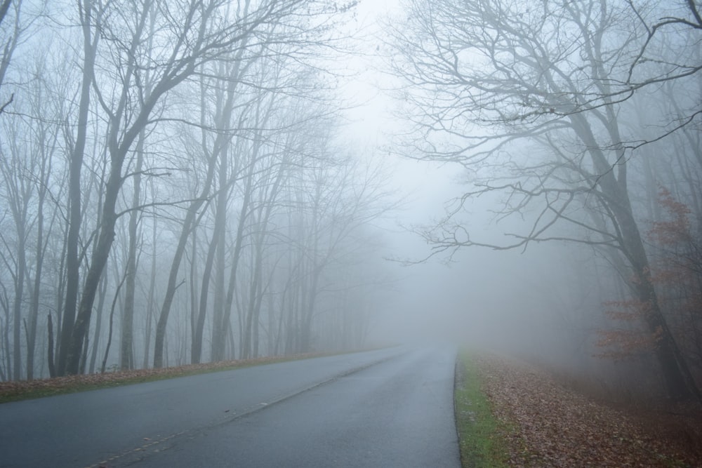 a foggy road in the middle of a forest