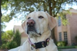 A yellow Labrador Retriever is sitting outdoors with a blurred background of a brick house and trees. The dog is wearing a pink collar with brown polka dots and looks calm and attentive, with its gaze directed off-camera.