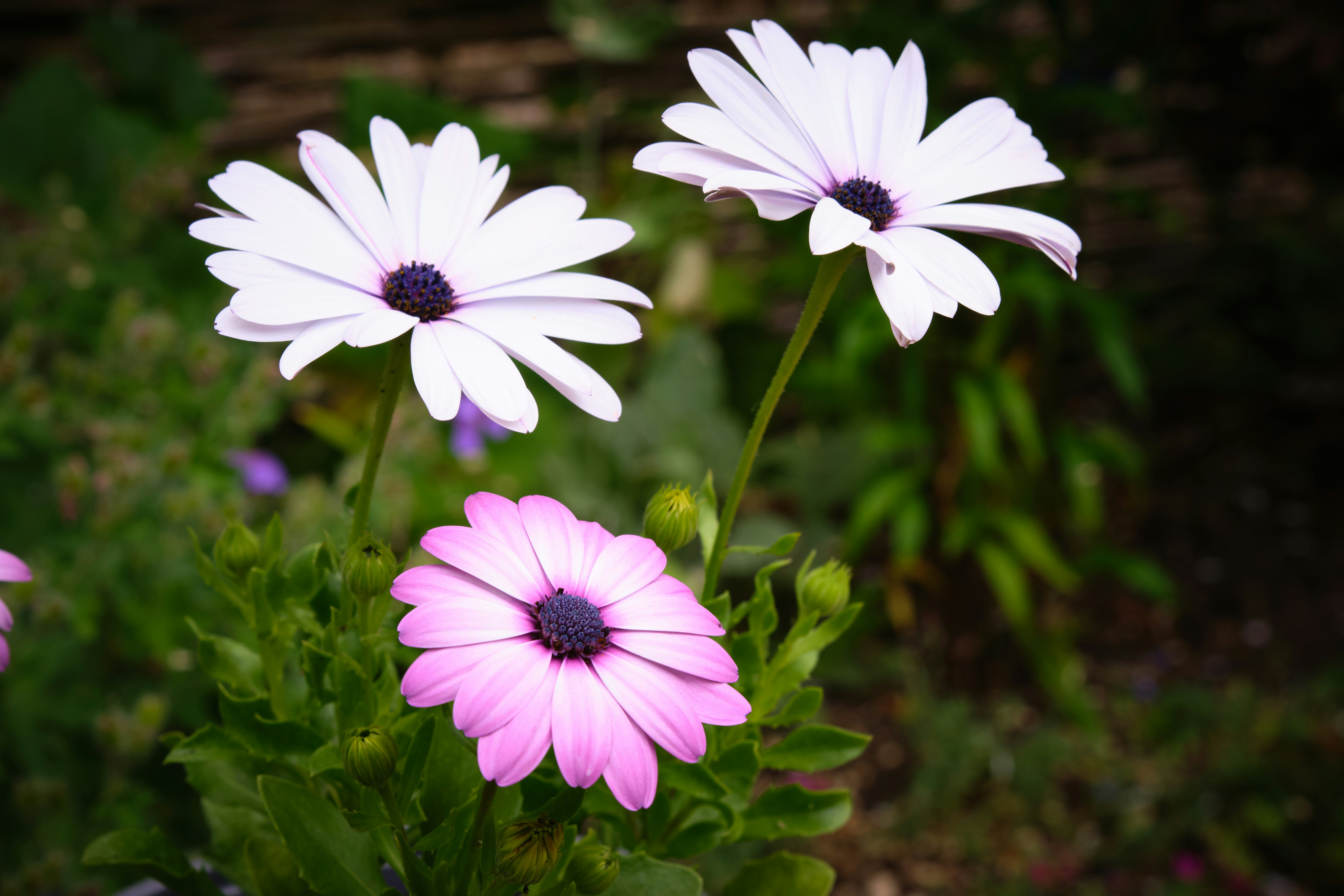 Photo by packetdiscards