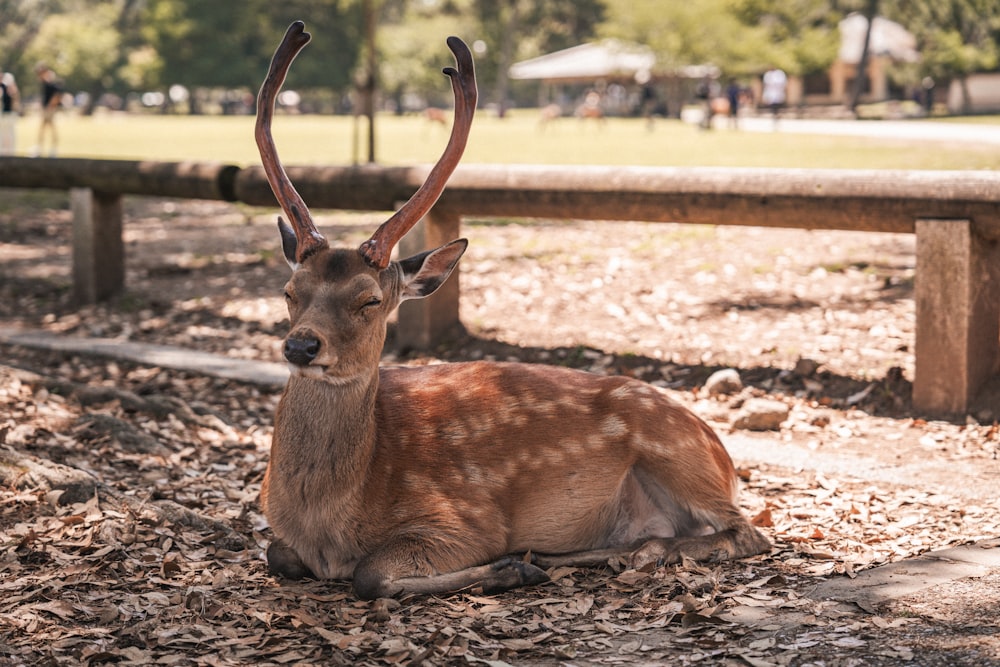 a deer that is laying down in the dirt