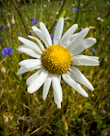 a close up of a flower in a field