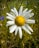 a close up of a flower in a field