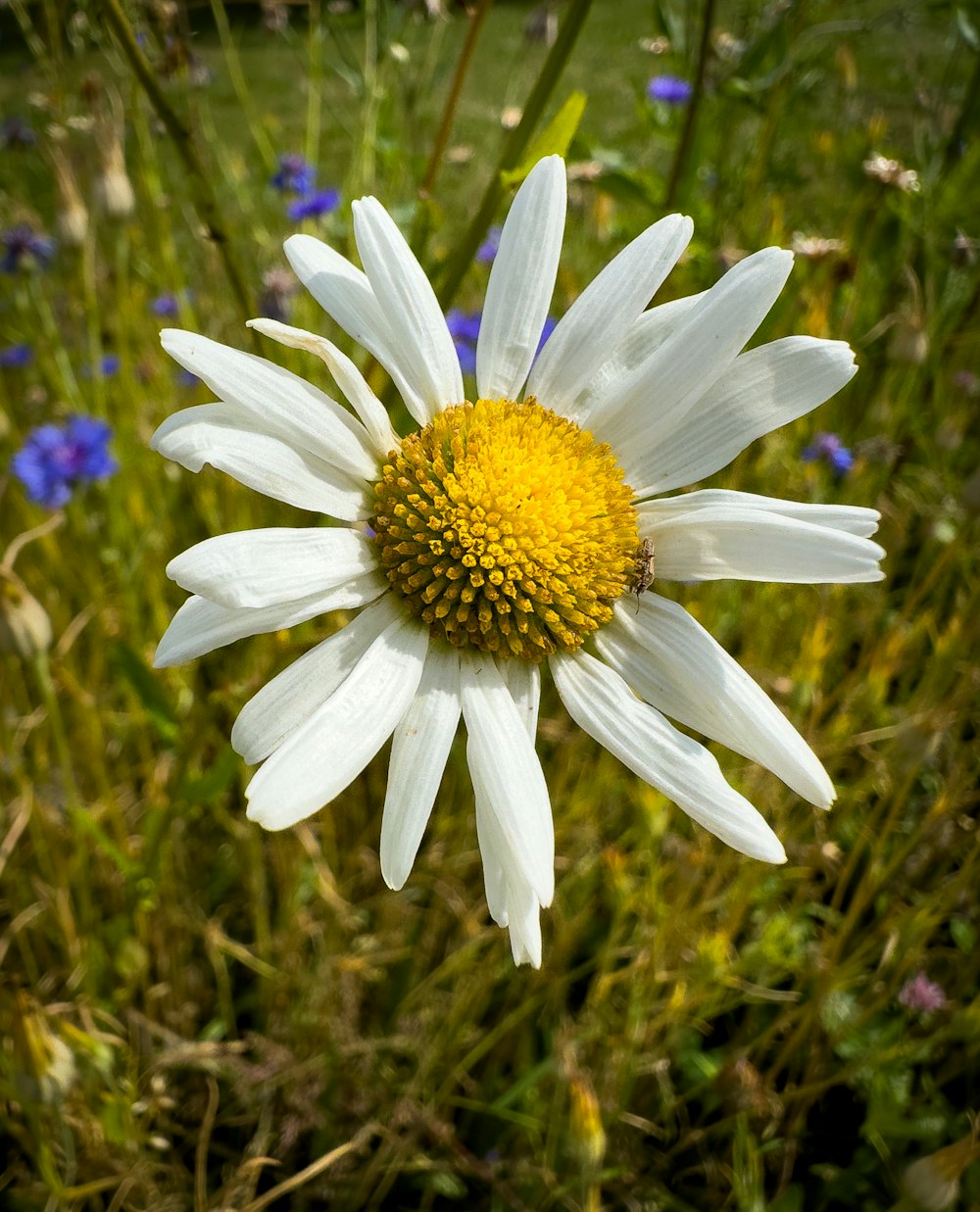 a close up of a flower in a field