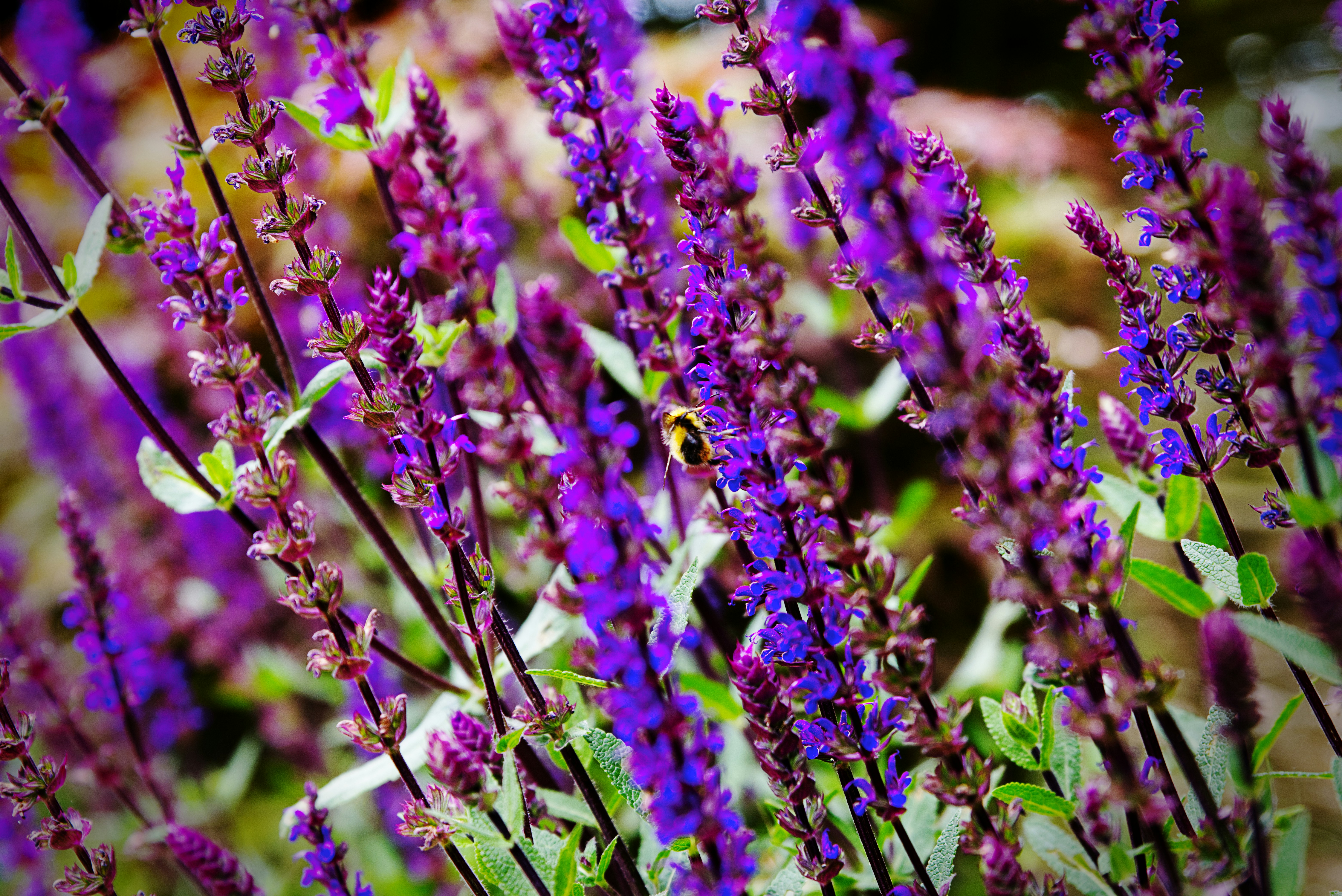 Photo by packetdiscards