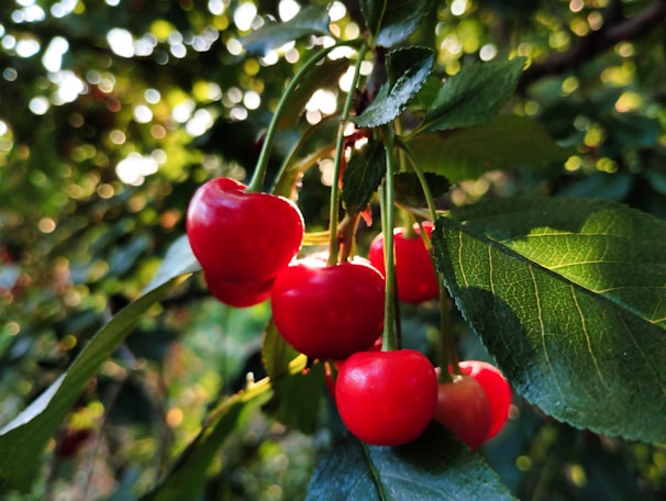 Close-up of ripe, glistening cherries ready for picking under the warm California sun.