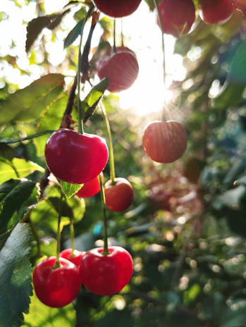 Sunlight streaming through a window onto a bowl filled with perfectly round, red cherries.