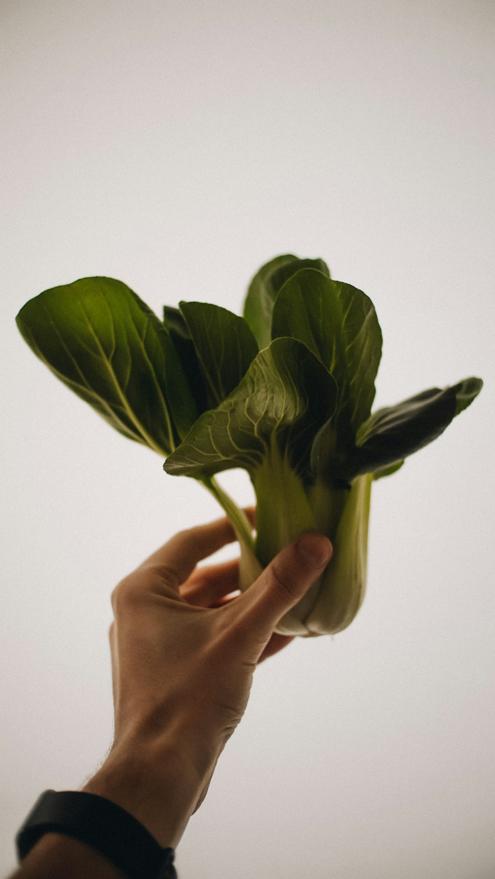 una mano sosteniendo una planta con hojas verdes