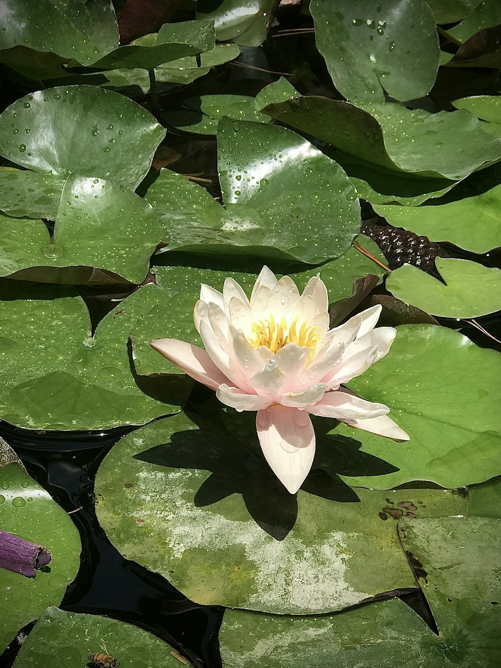 a pink water lily floating on top of a green lily pad