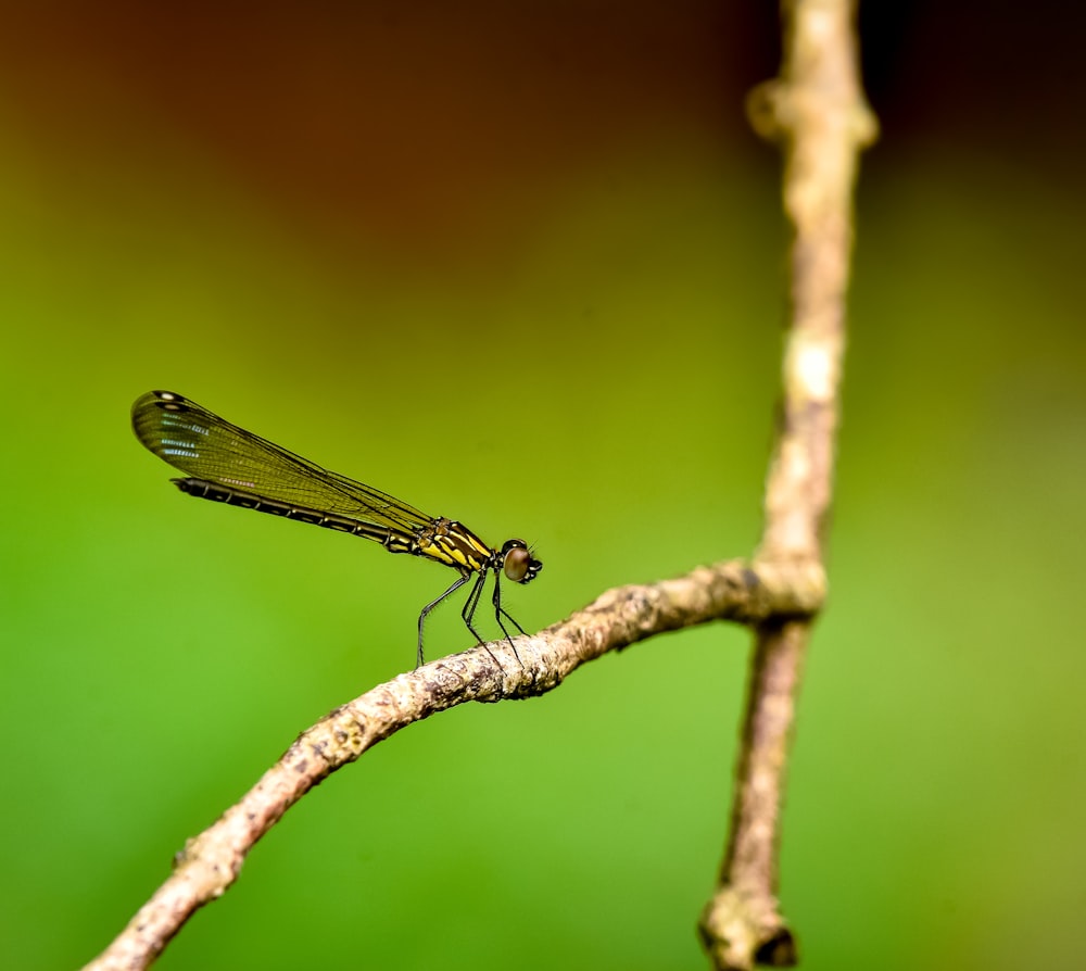 a small insect sitting on top of a tree branch