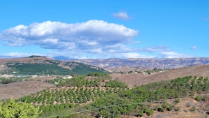 Ayurvedic Wellness Essentials