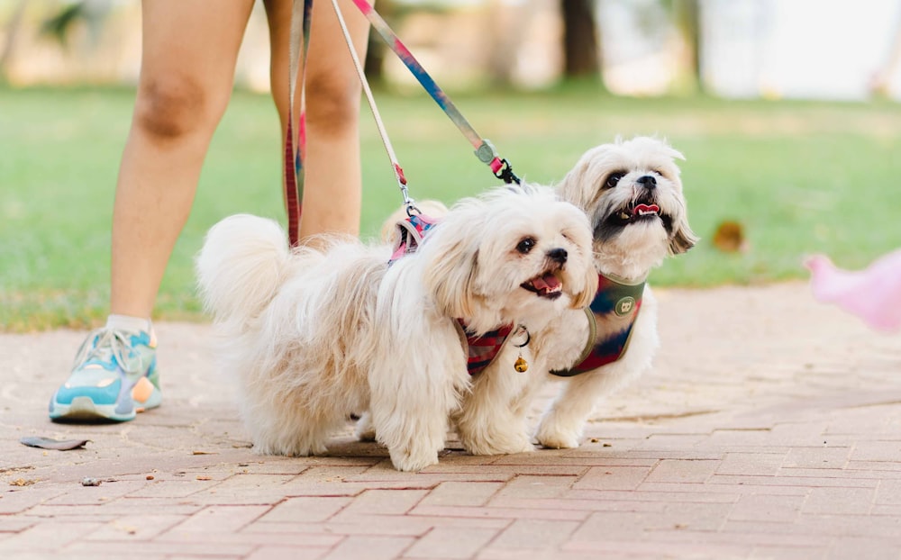 two small white dogs on leashes being walked by a woman