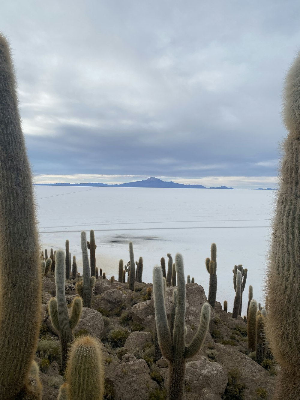 a bunch of cactus plants that are by the water