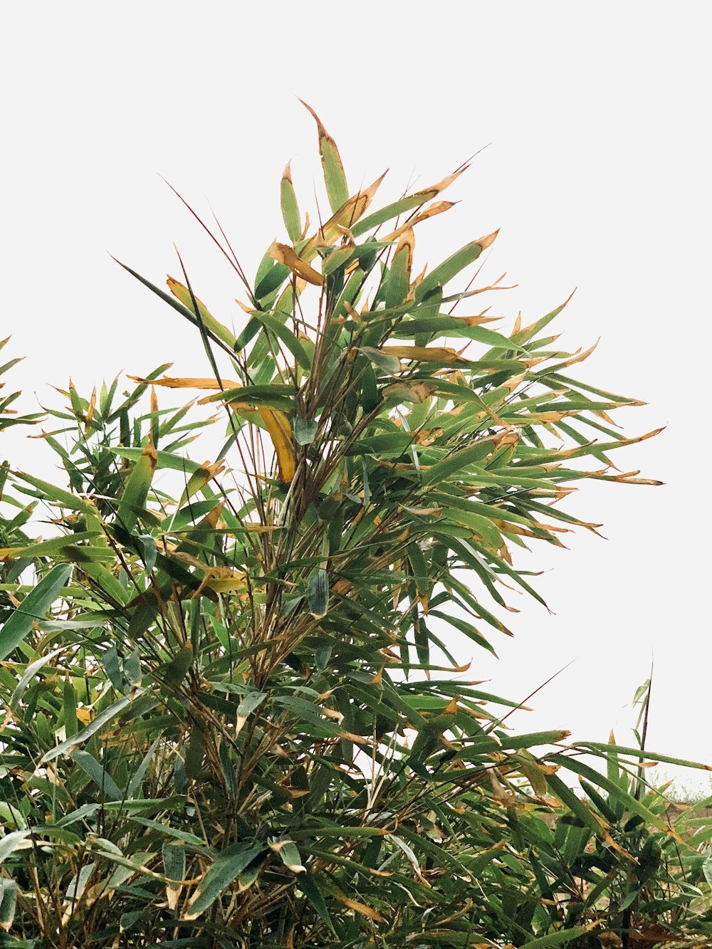 a bird perched on top of a tree branch