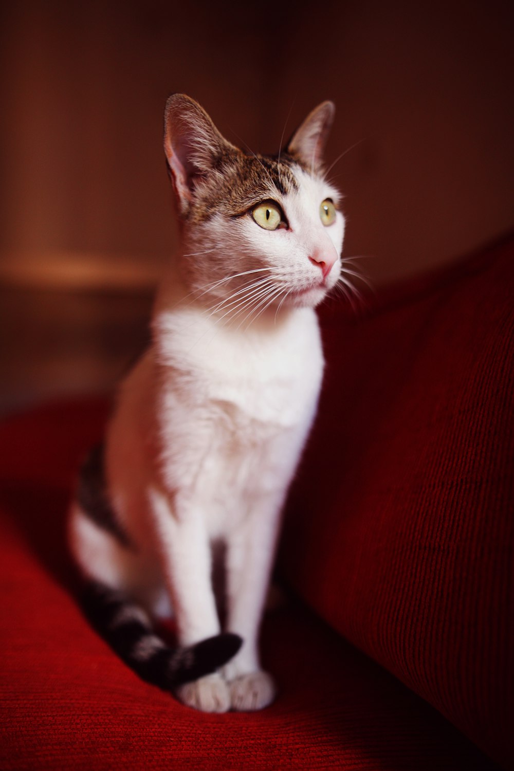 a cat sitting on top of a red couch