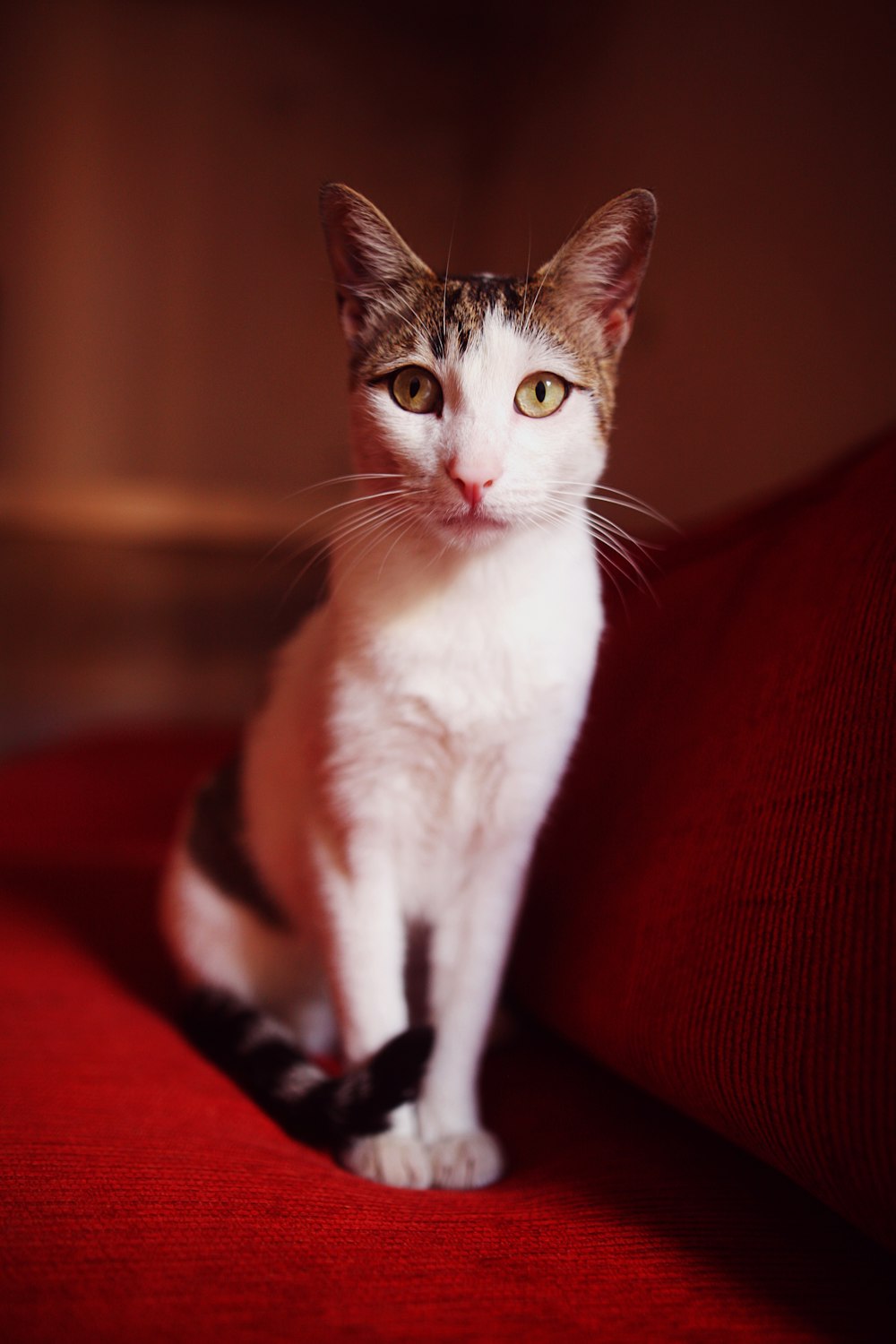 a cat is sitting on a red couch