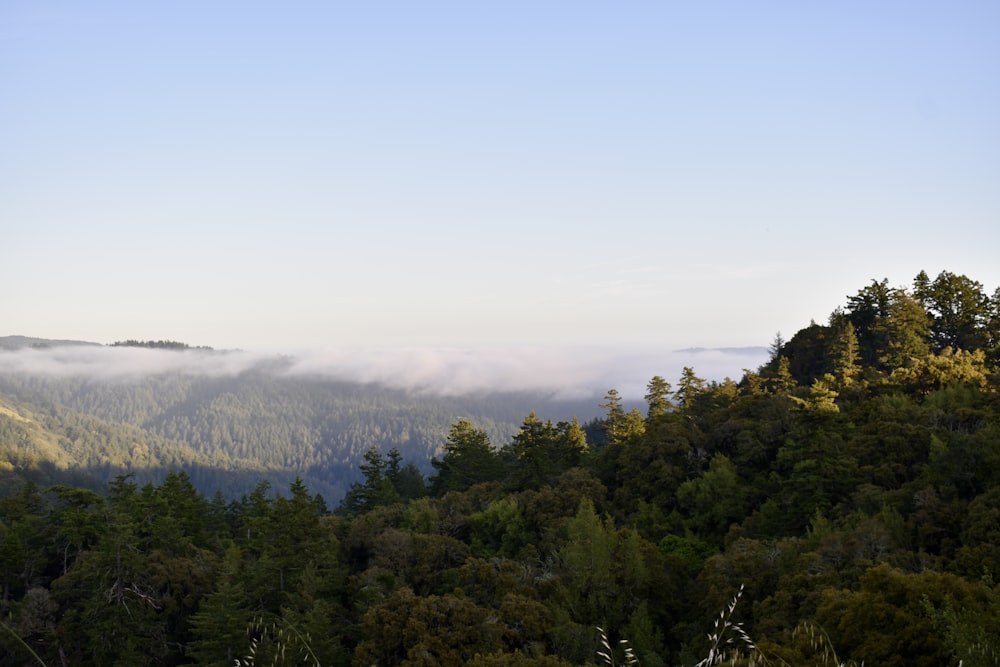 a view of a forest with low lying clouds