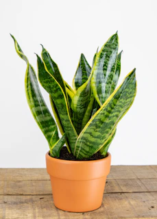Sophisticated display of various Sansevieria varieties on a wooden table with gold accent decor