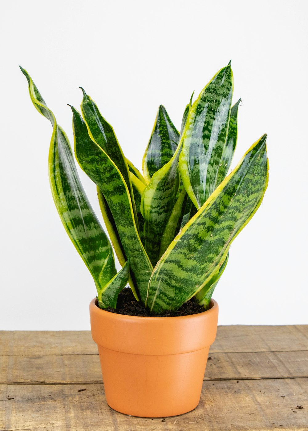 a potted plant on a wooden table