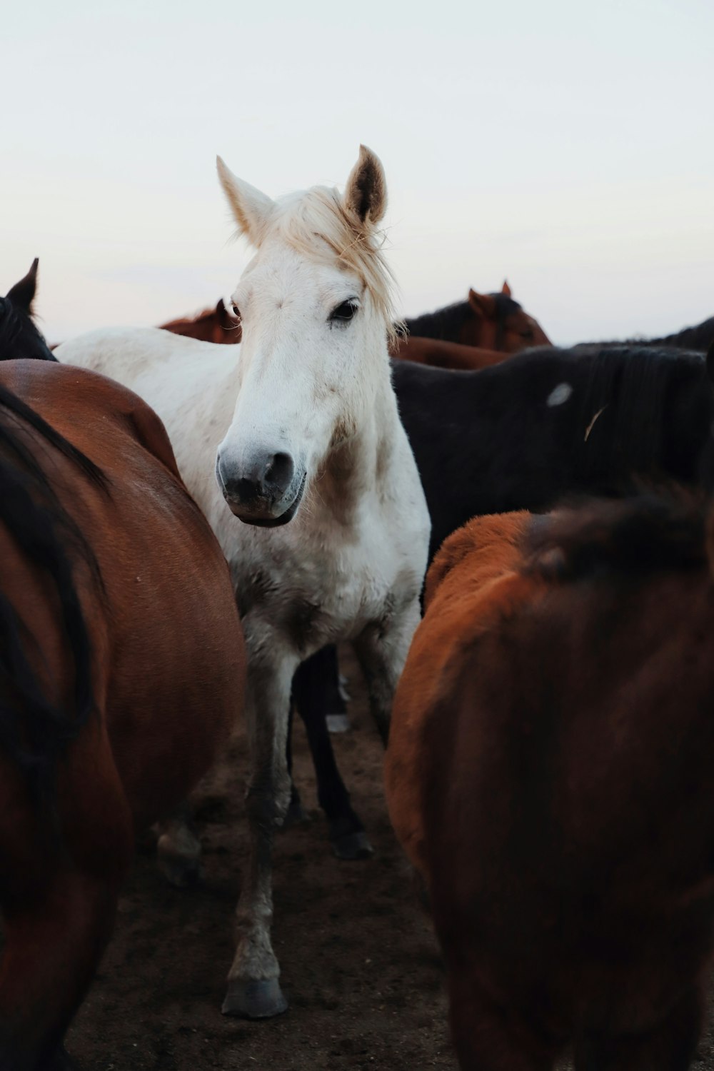 a group of horses standing around each other