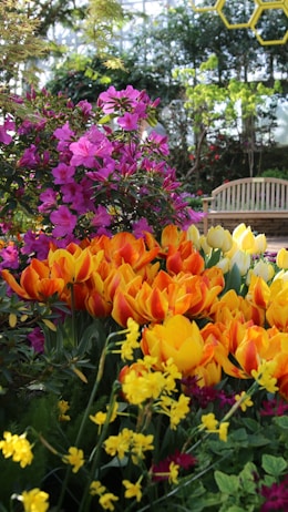 A vibrant and colorful garden with various types of flowers. The foreground features a dense cluster of bright yellow and orange tulips. Behind them, there are purple flowers and smaller yellow flowers. In the background, there's a wooden bench and greenery including trees and shrubs. The scene is indoors, possibly in a greenhouse, with a structure that has glass panels and some yellow geometric decorations hanging from above.