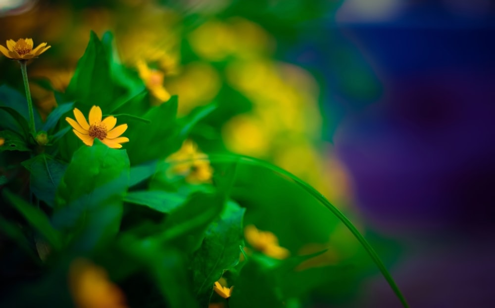 Un primo piano di una pianta con fiori gialli