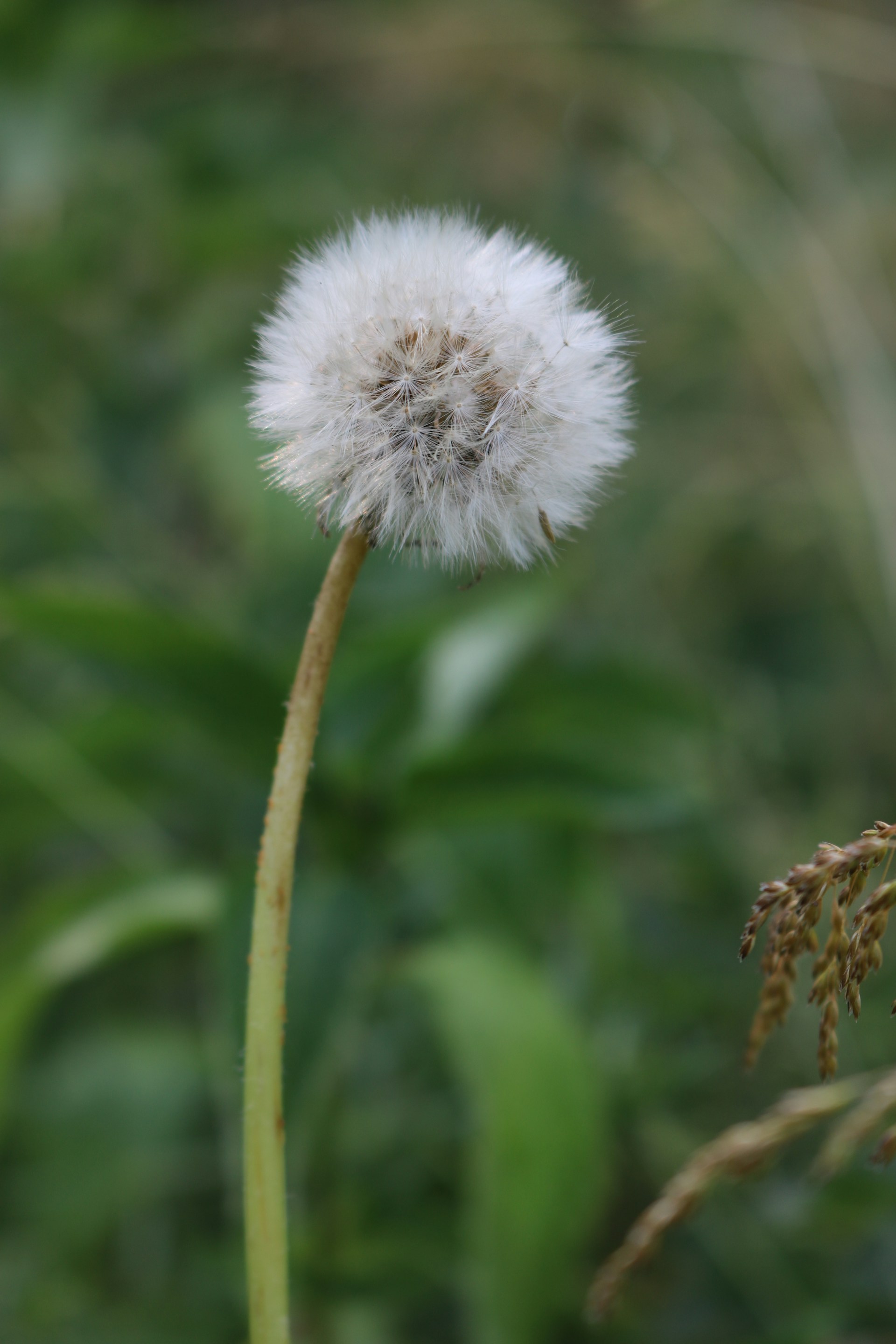 a close up of a dandelion with a blurry background