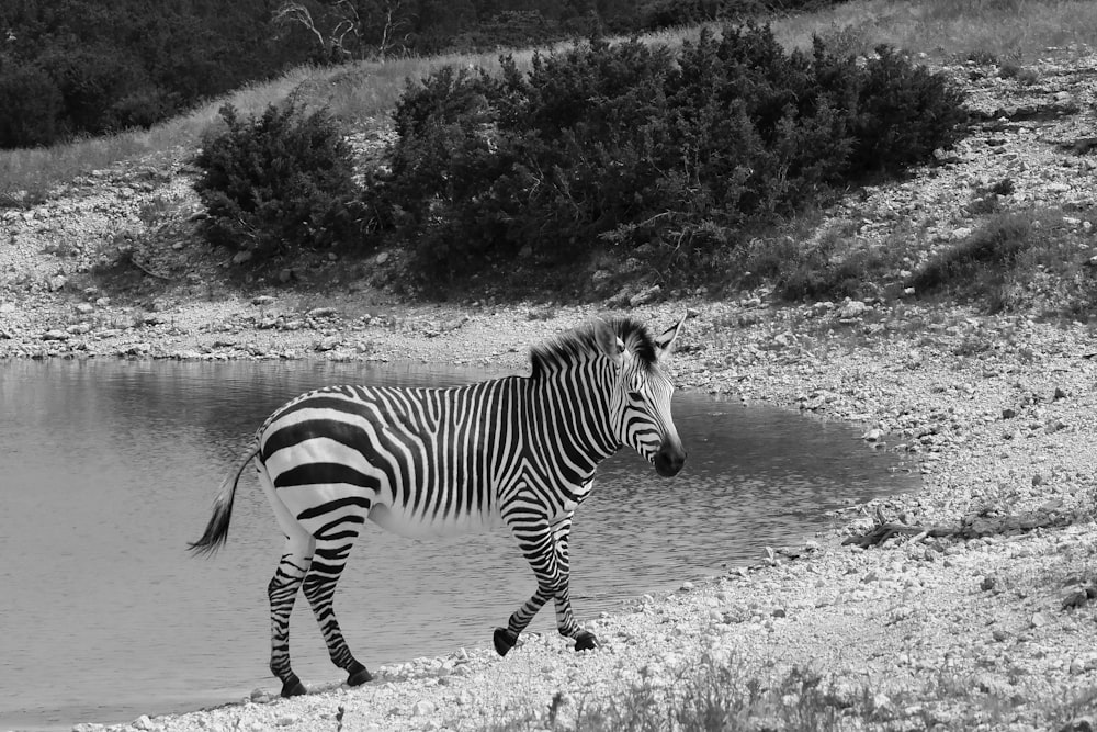 a black and white photo of a zebra near a body of water