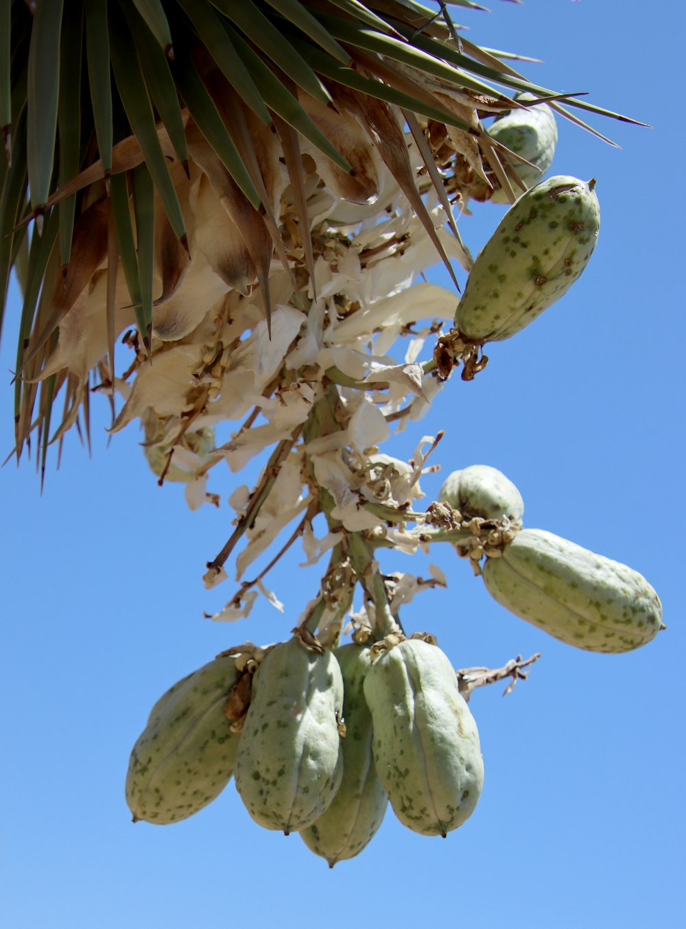 a bunch of fruit hanging from a palm tree