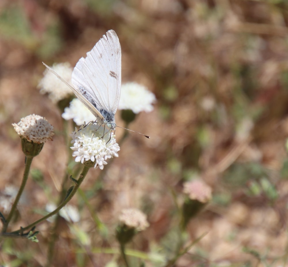 a white butterfly sitting on top of a white flower