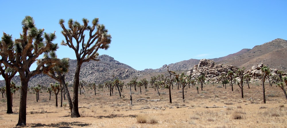 a group of trees in a desert with mountains in the background
