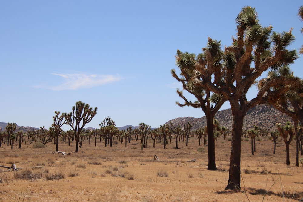 a field with a lot of trees in the middle of it