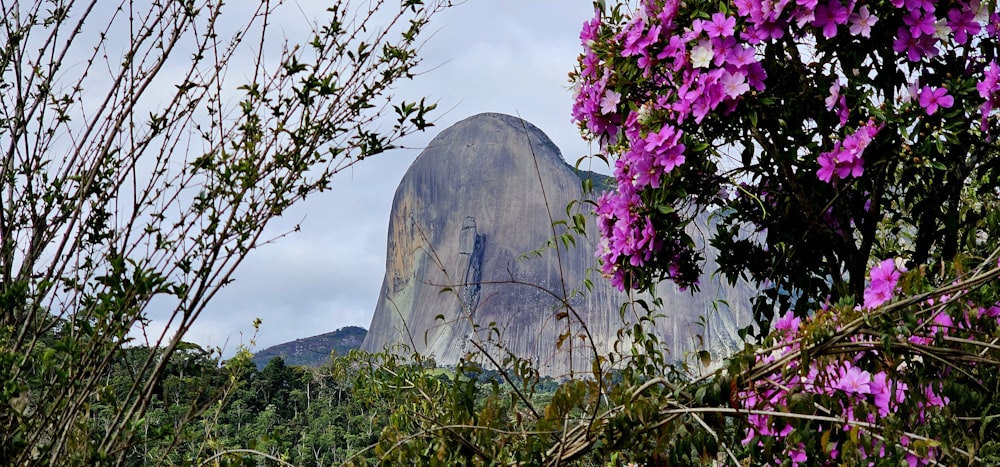 a mountain with purple flowers in the foreground