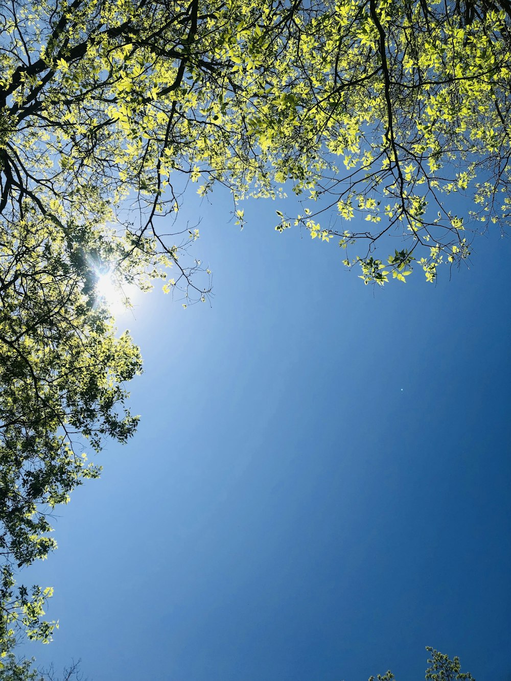 the sun shines through the branches of a tree