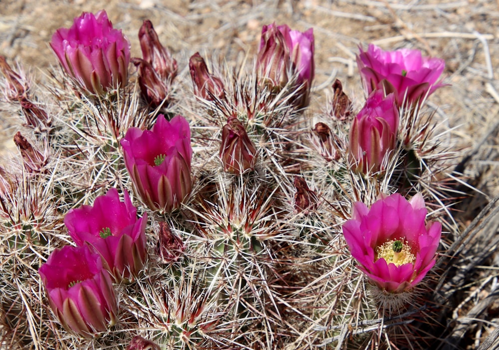 a group of pink flowers in the desert
